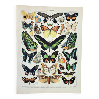 Gravure ancienne 1898, Papillons exotiques, insectes • Lithographie, Planche originale