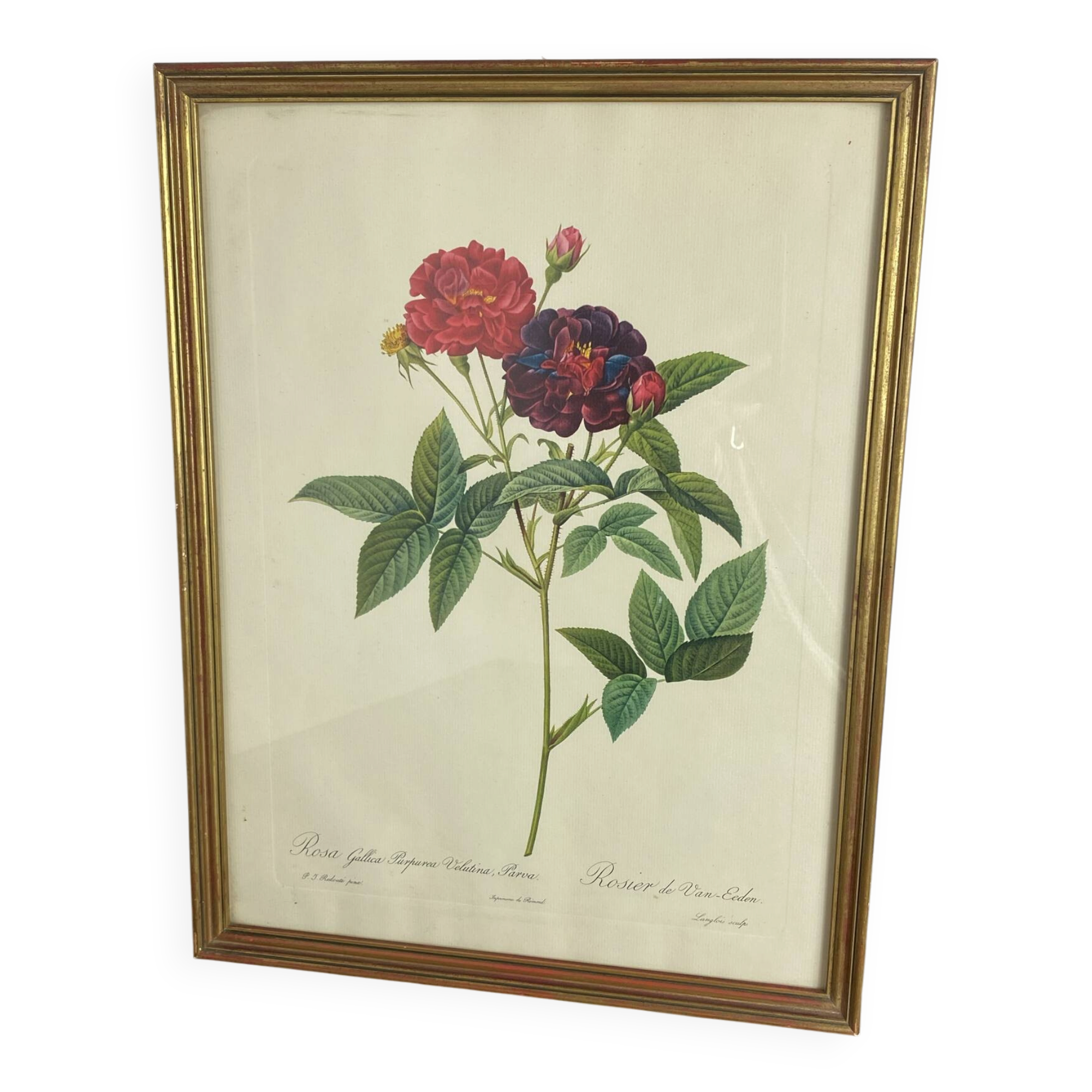 Botanical poster, Rose of Van Eden, P-J Redouté