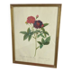 Botanical poster, Rose of Van Eden, P-J Redouté