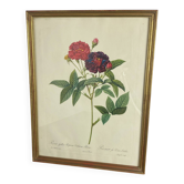 Botanical poster, Rose of Van Eden, P-J Redouté