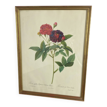 Botanical poster, Rose of Van Eden, P-J Redouté