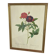Botanical poster, Rose of Van Eden, P-J Redouté