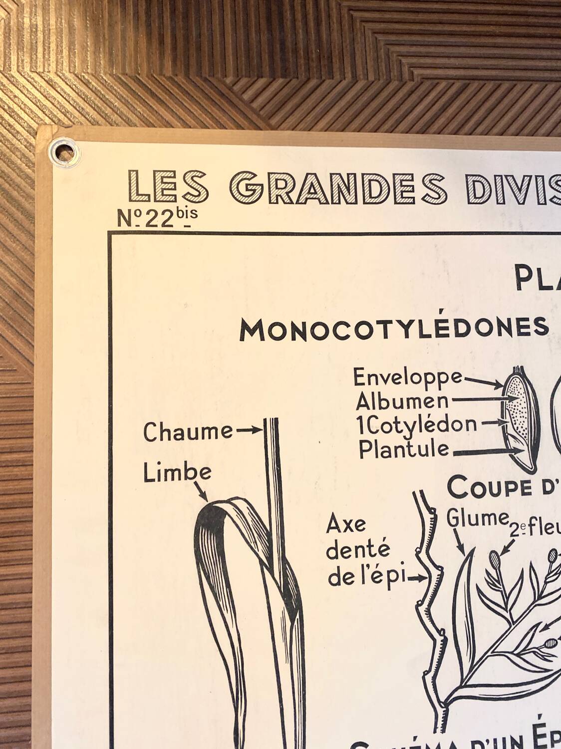 Old school poster vintage botanical poster