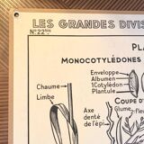 Affiche scolaire ancienne affiche botanique vintage