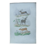 Affiche - gravure zoologique ancienne - renne/élan/axis (mi 19ème)