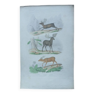 Poster - old zoological engraving - reindeer/elk/axis (mid 19th century)