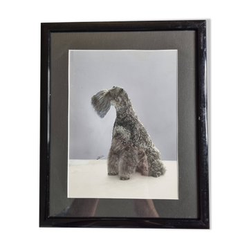 Black and white silver print, xanine silhouette, signed (Dim) Henri Dimont, 32 x 25 cm