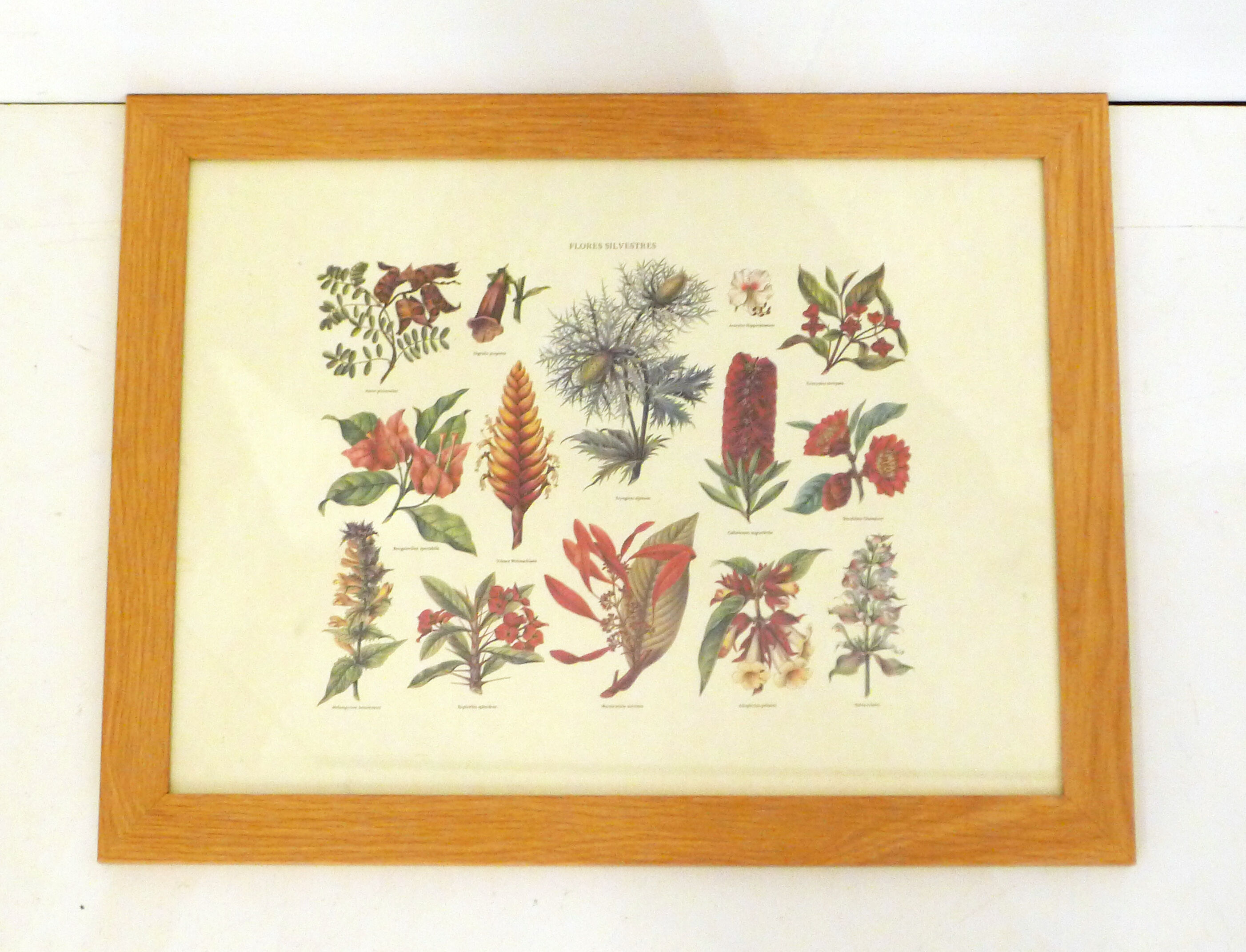 Framed Wildflower Botanical Plate