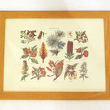 Framed Wildflower Botanical Plate