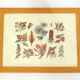 Framed Wildflower Botanical Plate
