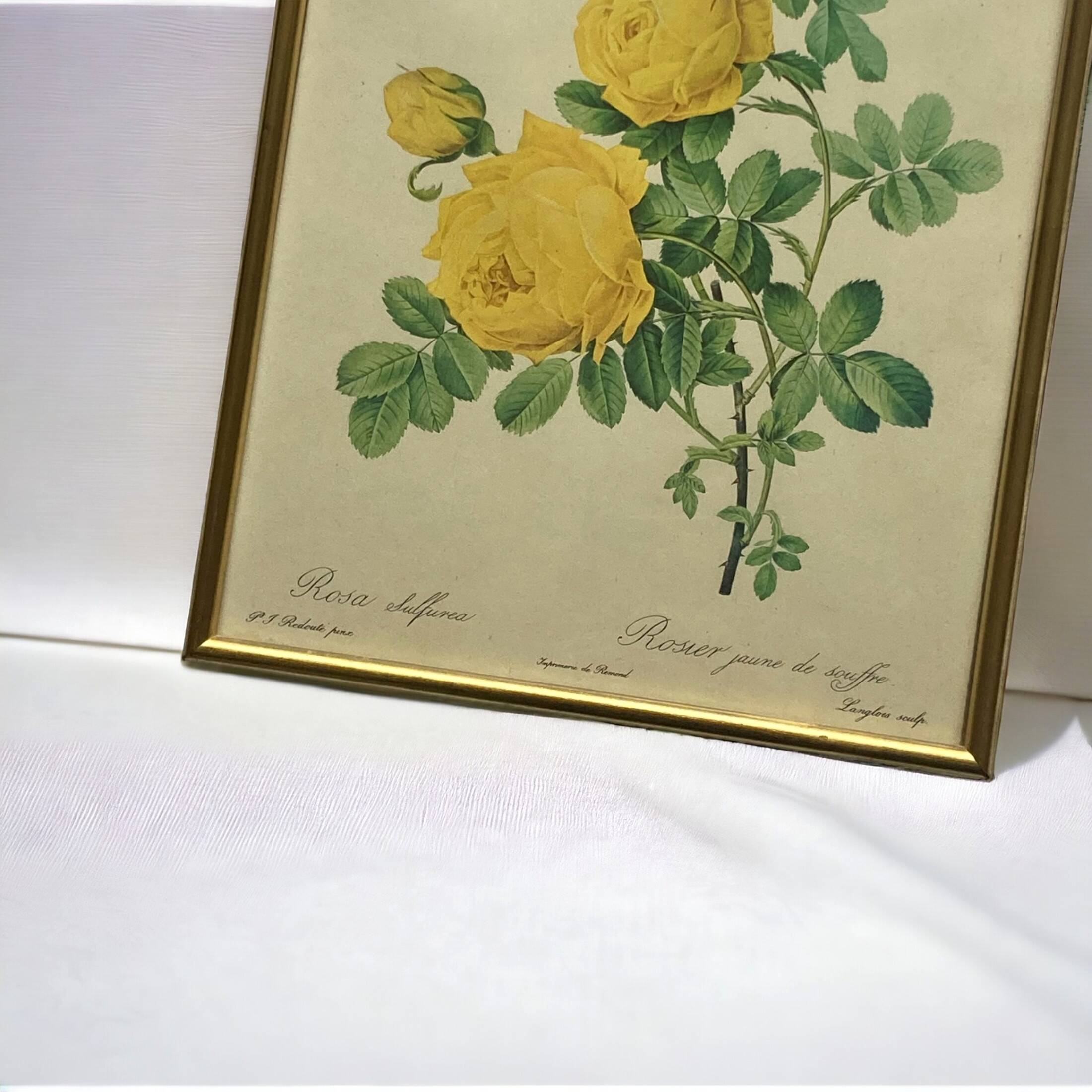 Old yellow rose lithograph framed under glass Remond printing house ACC-7059