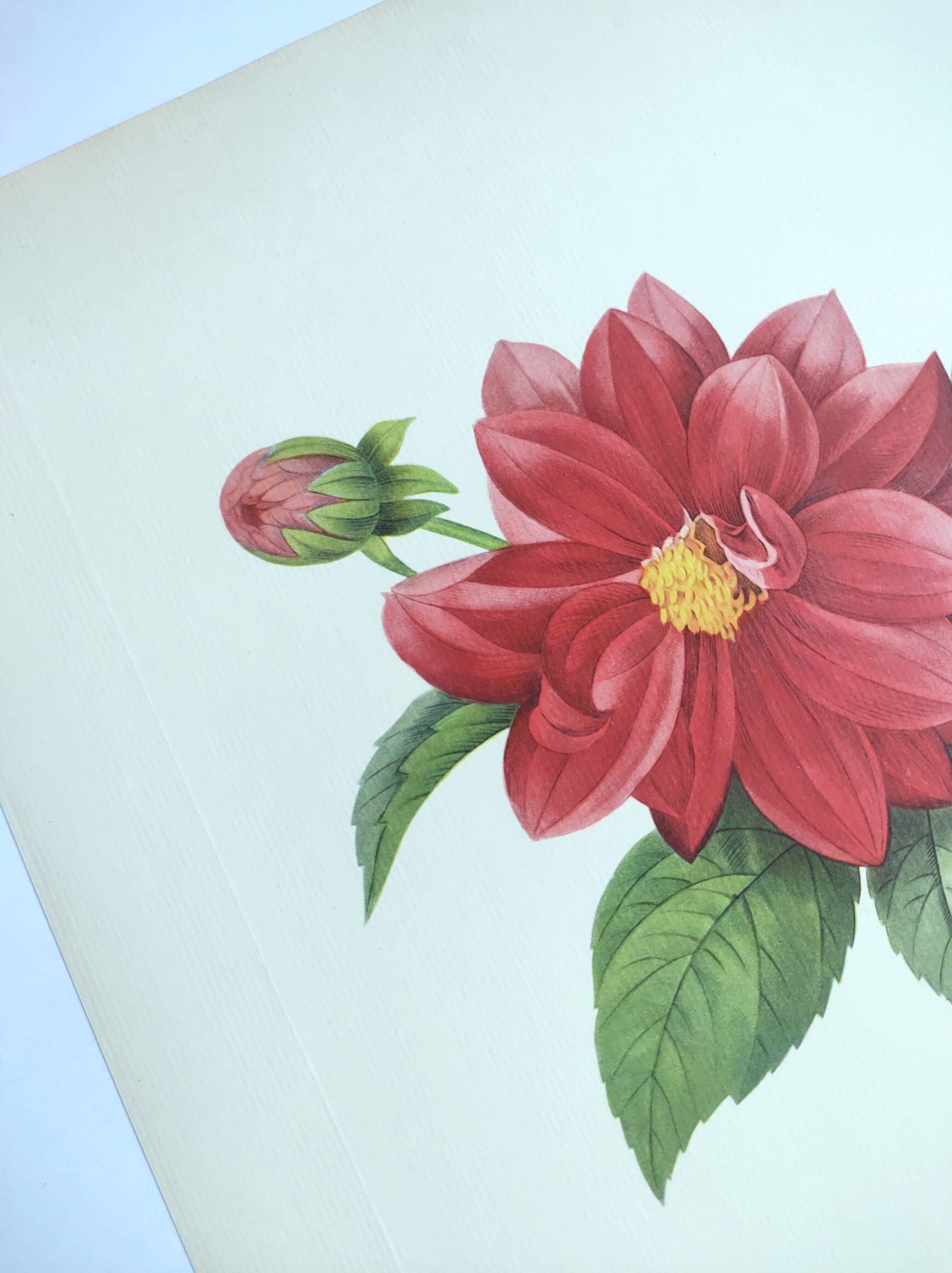 Vintage antique botanical -1955- Dalea double- engraving by PJ. Redouté