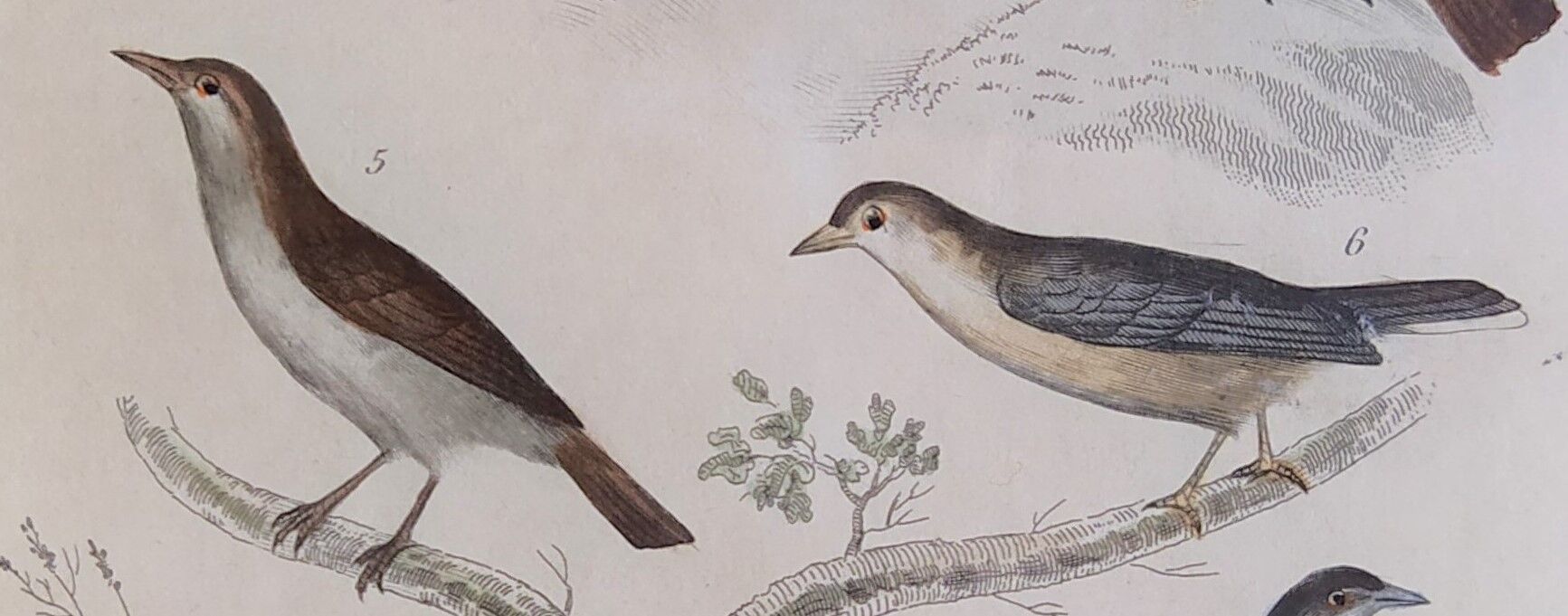Original Ornithological plate " Lark of the fields - Farlouse - &c... " Buffon (1836)