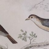 Original Ornithological plate " Lark of the fields - Farlouse - &c... " Buffon (1836)