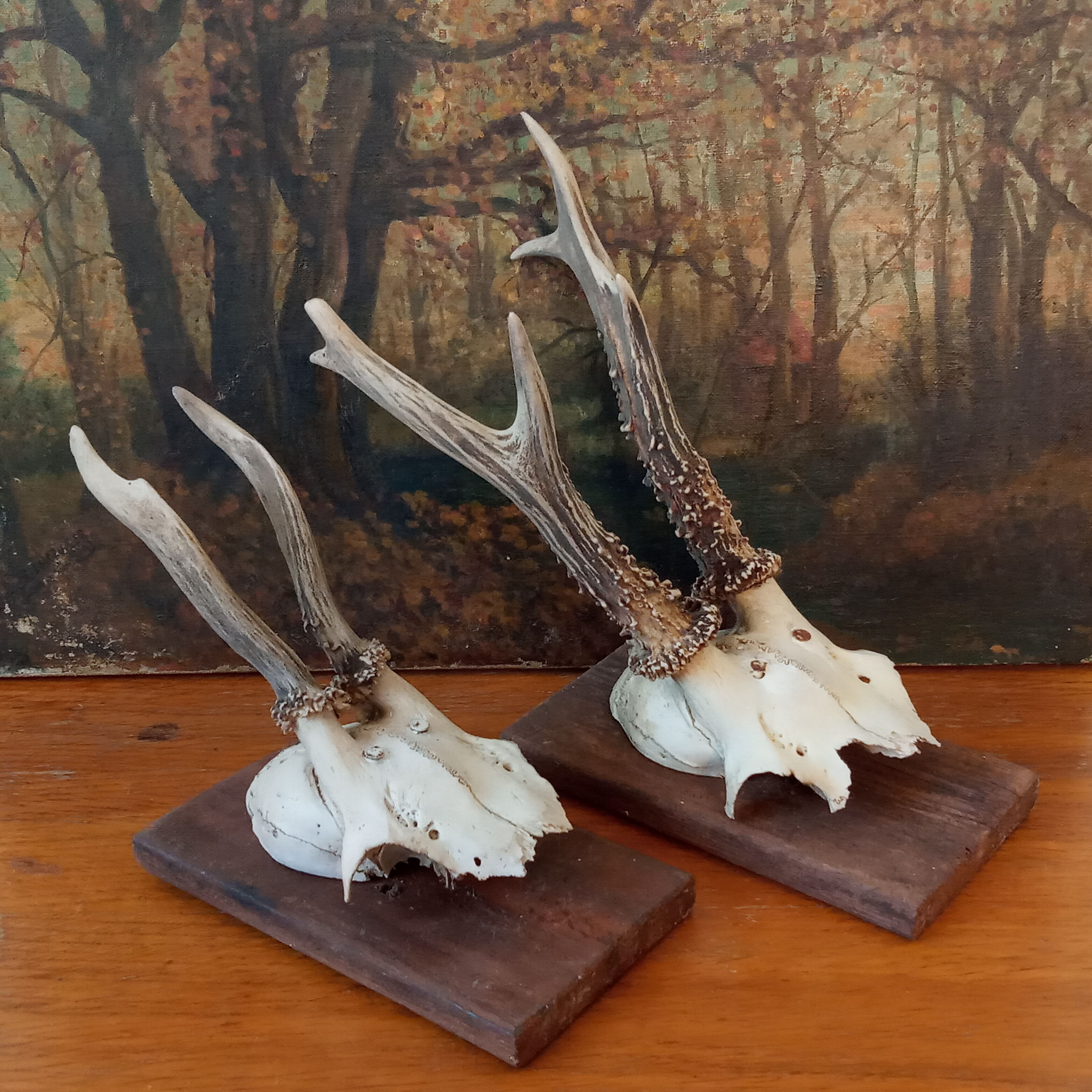 Pair of ancient hunting trophies, deer