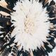 Juju hat black white 65 cm
