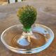 "Cactus" bowl in crystal and glass paste - Daum, Hilton McConnico