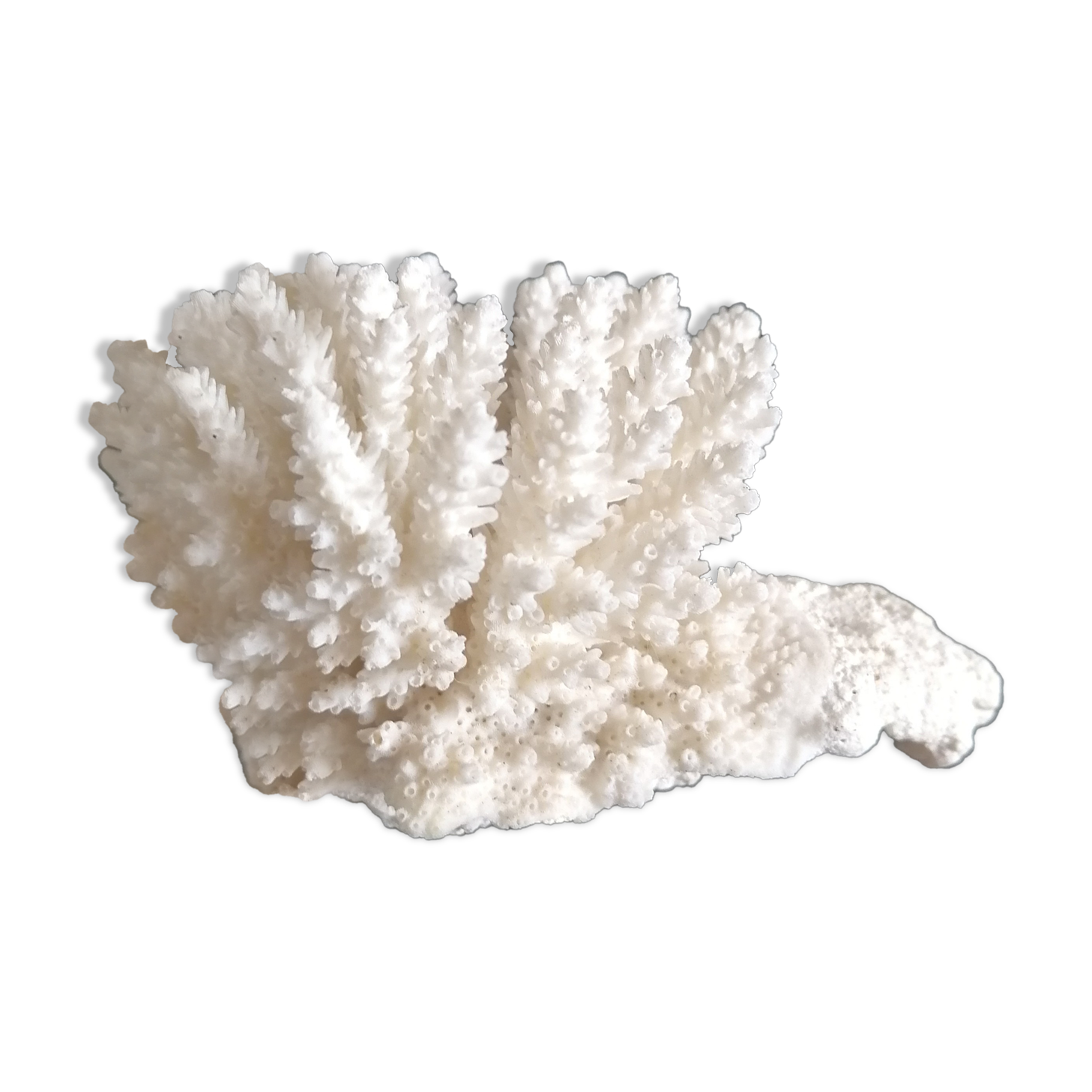 Authentic coral 9x7 cm