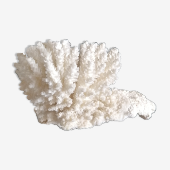 Authentic coral 9x7 cm
