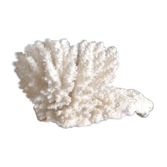 Authentic coral 9x7 cm