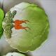 4 hand-decorated earthenware plates with vegetable and green leaf designs.