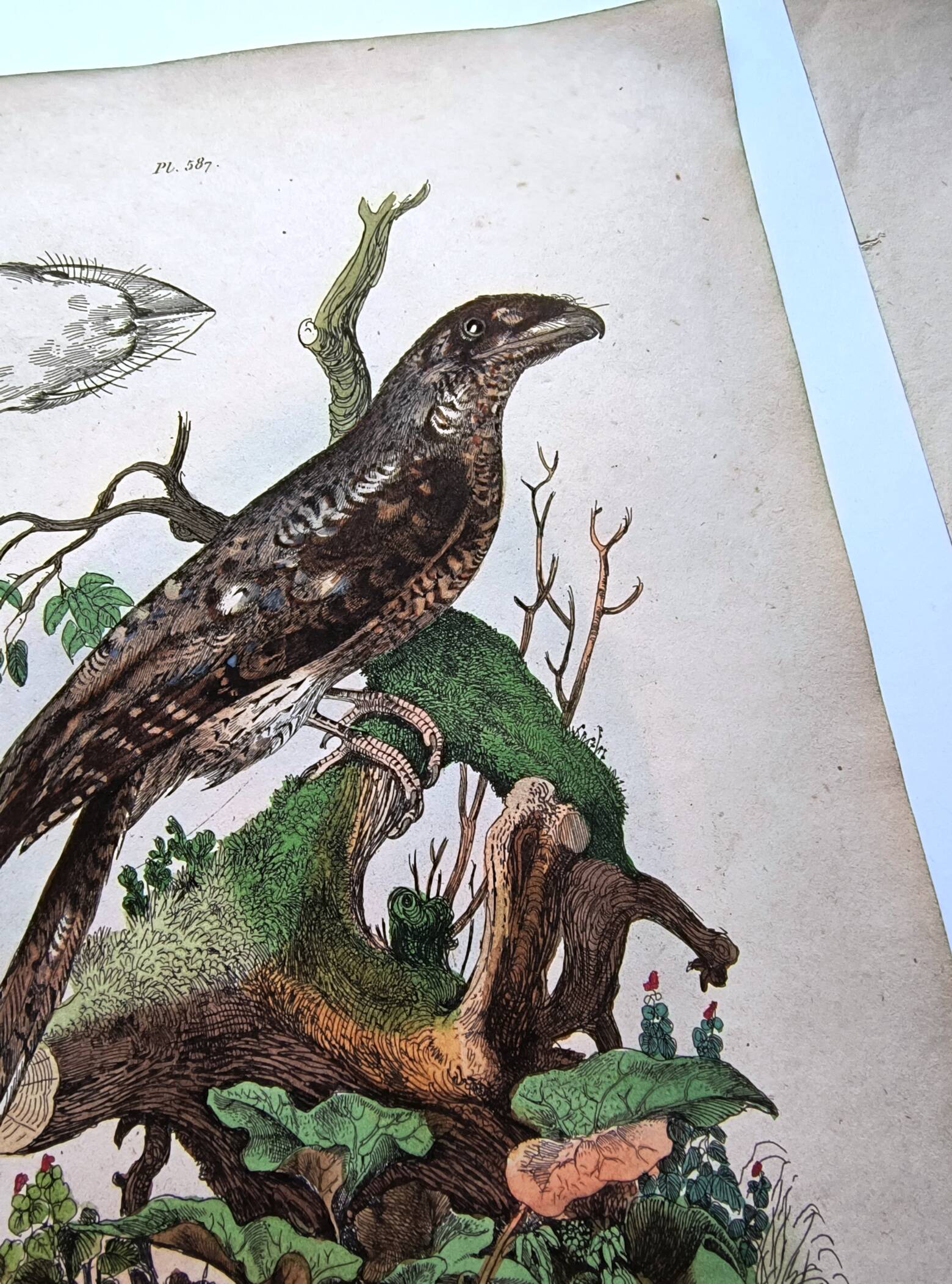 Lot of 3 old engravings from 1839 - Crickets and birds of prey - Colored plates