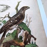 Lot of 3 old engravings from 1839 - Crickets and birds of prey - Colored plates