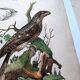 Lot of 3 old engravings from 1839 - Crickets and birds of prey - Colored plates