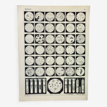 Gravure ancienne 1898, Microbe, bactéries, biologie • Lithographie, Planche originale