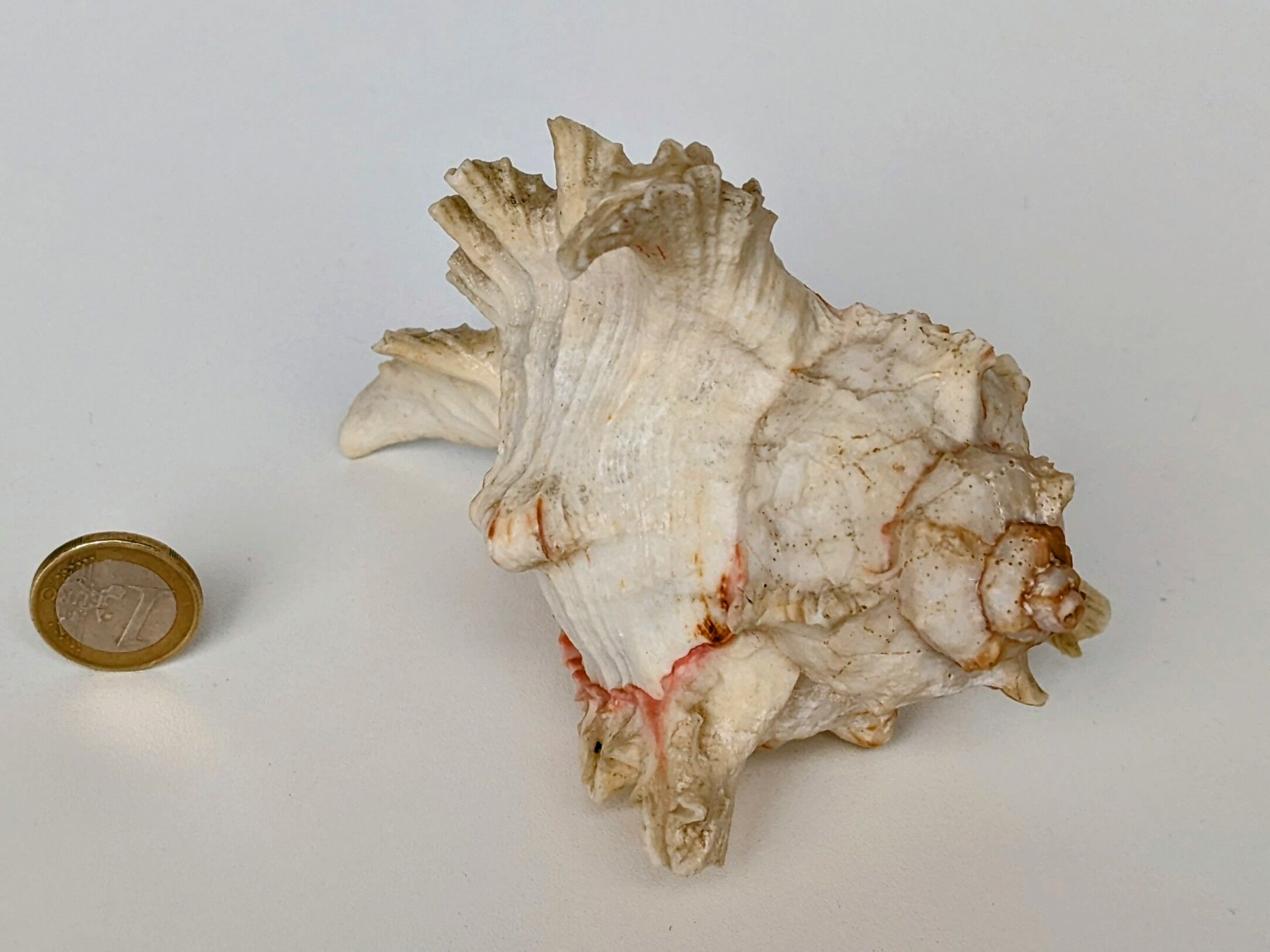 Shell Murex ramosus