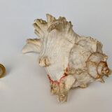 Shell Murex ramosus