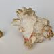 Shell Murex ramosus