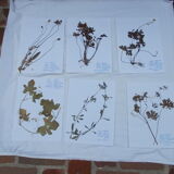 Set of 6 herbarium boards