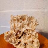 White coral