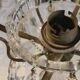 Small crystal boudoir chandelier - 1 light Bobeche signed Baccarat Epoque