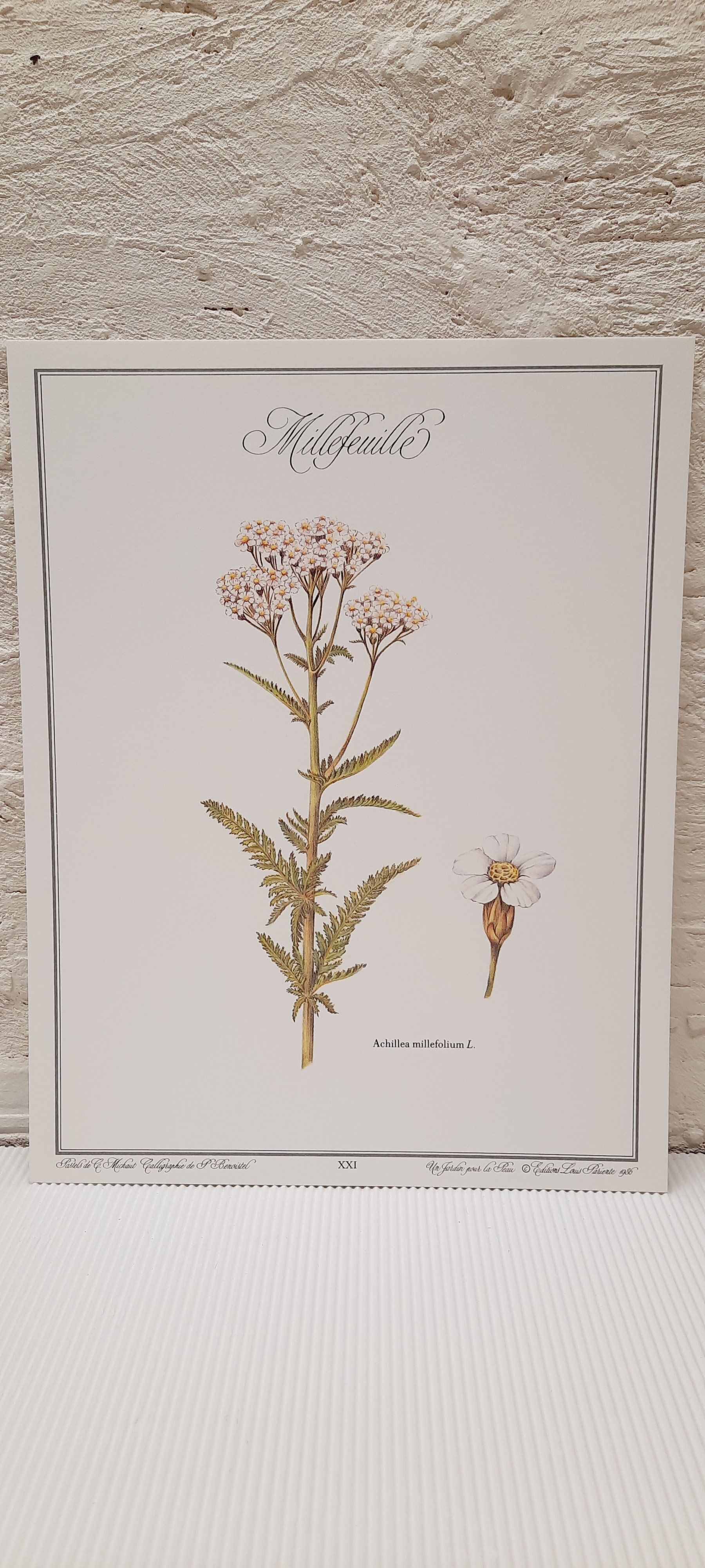 Millefeuille botanical plate
