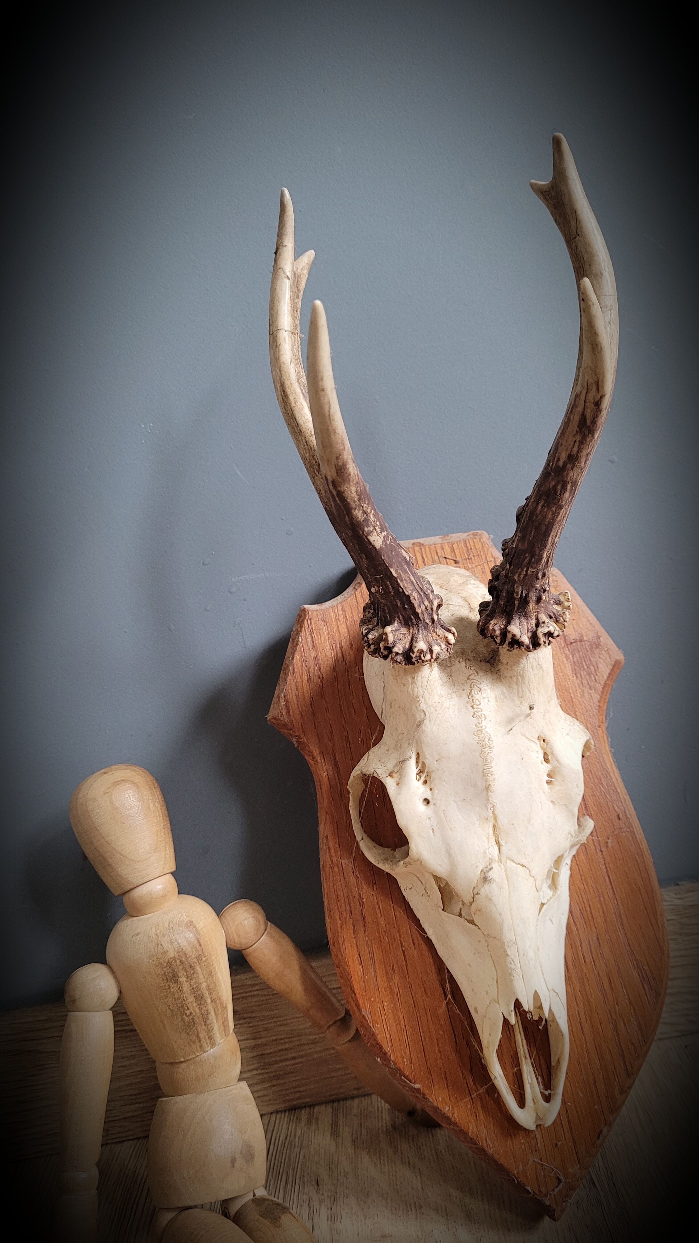 Deer Trophy 3