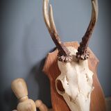 Deer Trophy 3