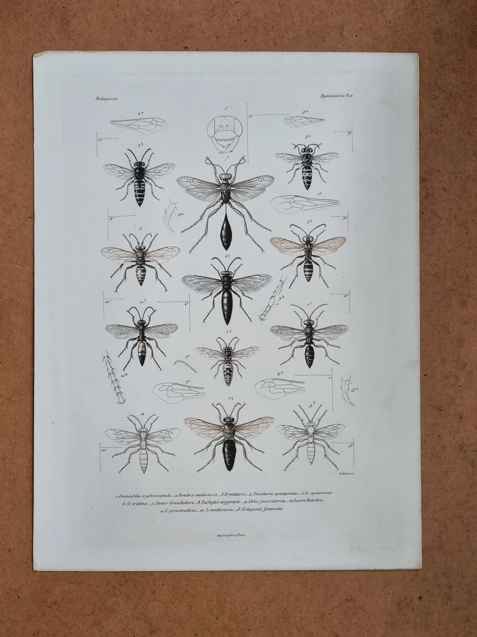 Entomological print wasps of Madagascar – Lebrun / Geny-Gros, late 19th c.