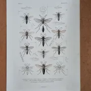 Entomological print wasps of Madagascar – Lebrun / Geny-Gros, late 19th c.