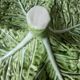 Four-wheeled cup in dabbling, cabbage leaves, Bordallo Pinheiro