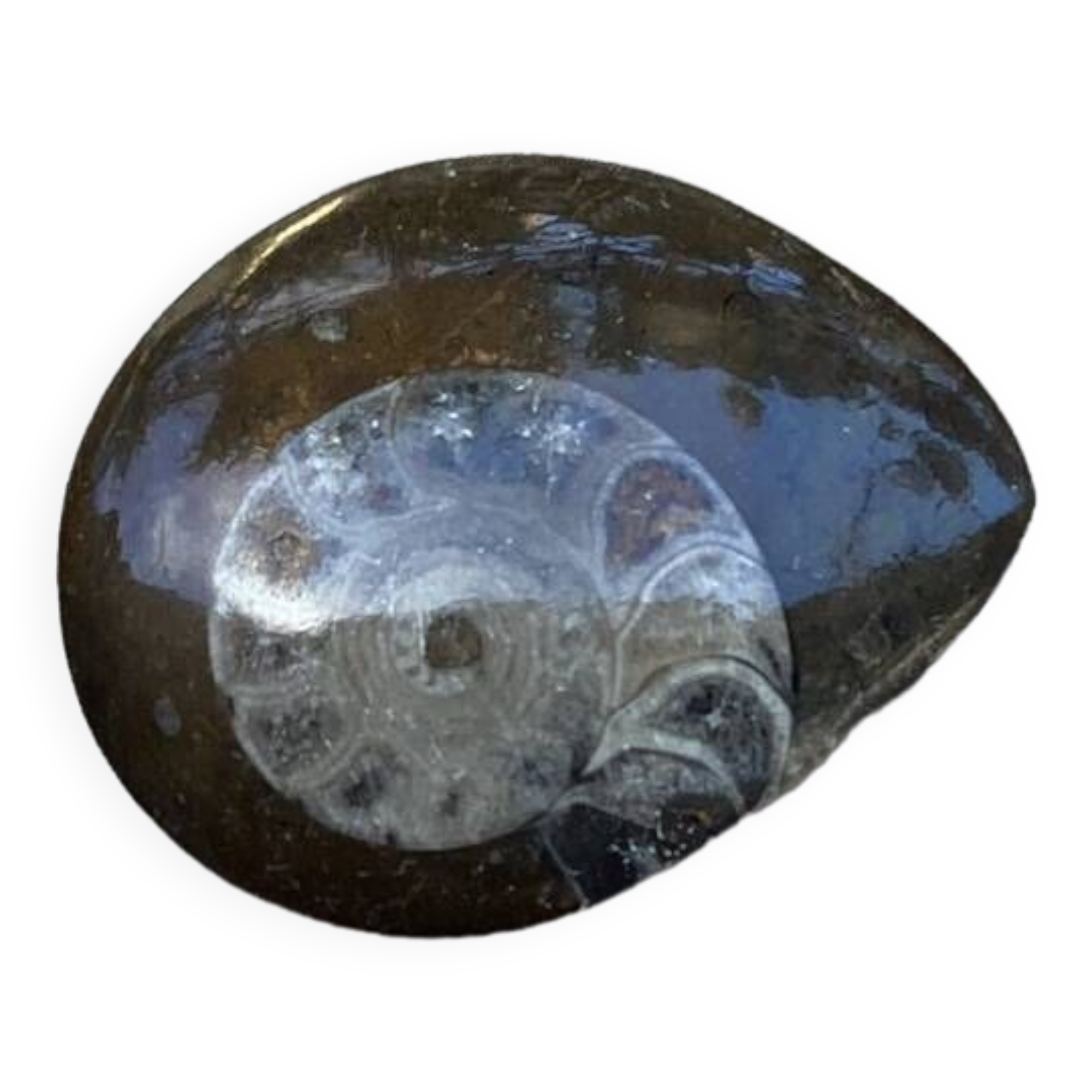 Small polished ammonite