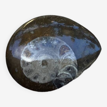 Petite ammonite polie