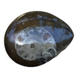 Petite ammonite polie