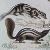 Original zoological plate " Kinkajou - Chinche - Coasse - &c... " Buffon (1836)