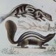 Original zoological plate " Kinkajou - Chinche - Coasse - &c... " Buffon (1836)