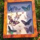Papillons en vitrine