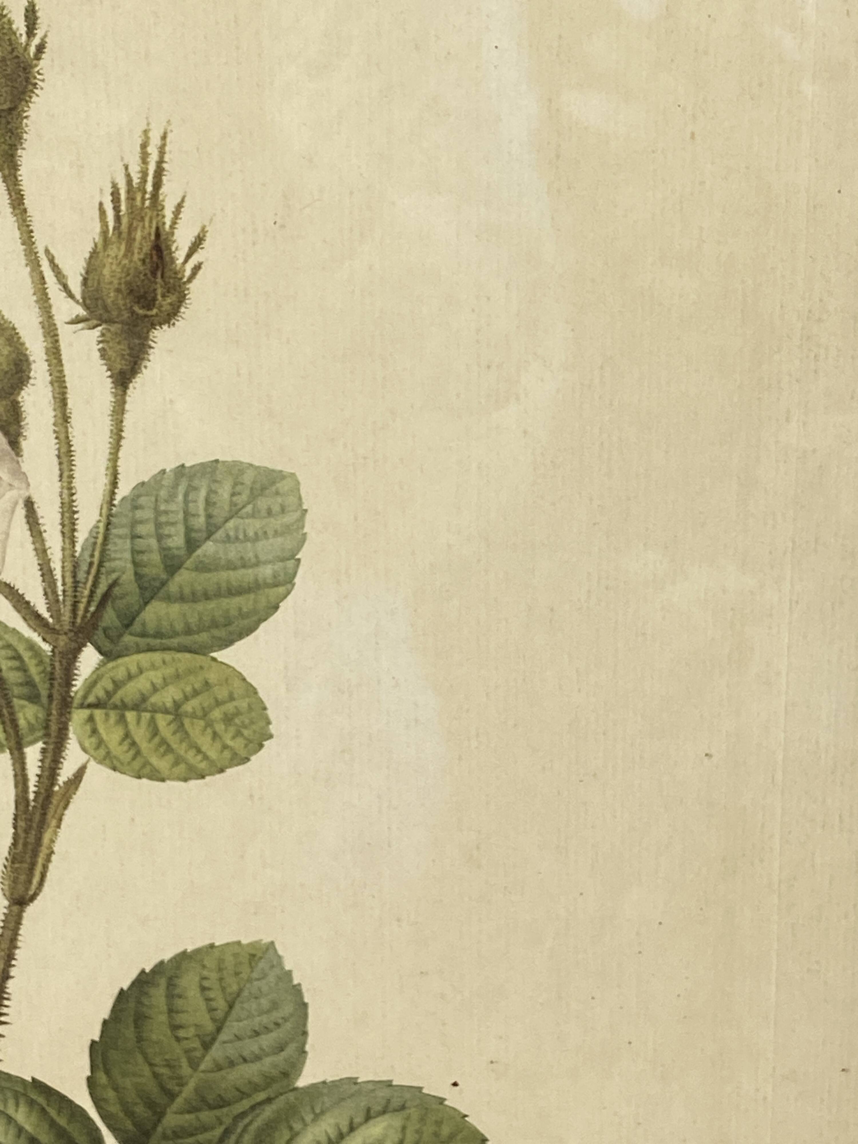 Affiche botanique, Rosier Mousseux encadrée