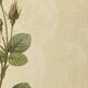 Affiche botanique, Rosier Mousseux encadrée