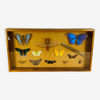 Cadre papillons et sauterelle naturalisés vintage objet de curiosité